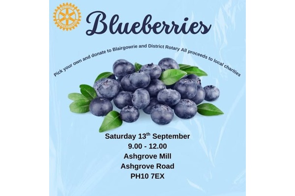 Pick your own Blueberries - Blairgowrie & District Rotary